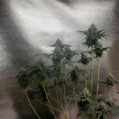 OG'S Kush × Chemdawg  #1 (F1)(Female) growlog timeline photo