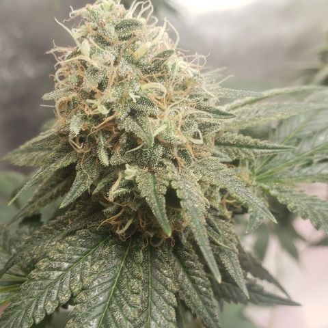 OG'S Kush × Chemdawg  #1 (F1)(Female) growlog timeline photo