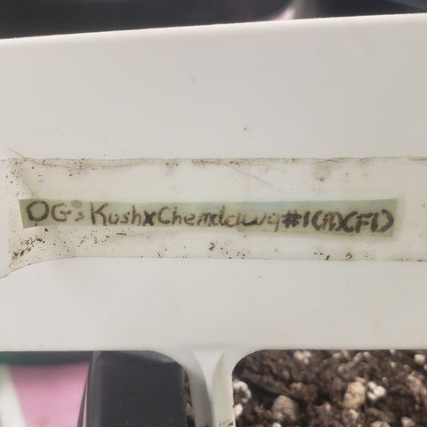 OG'S Kush × Chemdawg  #1 (F1)(Female) growlog timeline photo