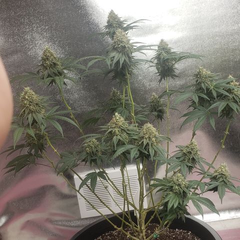 OG'S Kush × Chemdawg  #1 (F1)(Female) growlog timeline photo