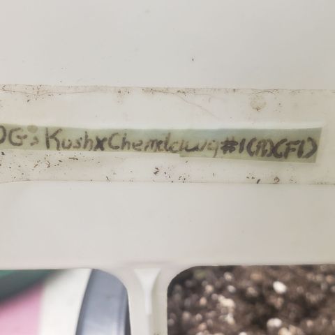 OG'S Kush × Chemdawg  #1 (F1)(Female) growlog timeline photo