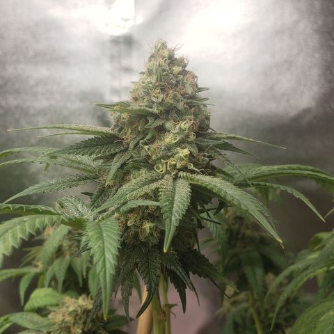 OG'S Kush × Chemdawg  #1 (F1)(Female) growlog timeline photo