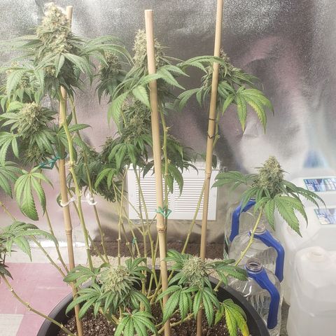OG'S Kush × Chemdawg  #1 (F1)(Female) growlog timeline photo