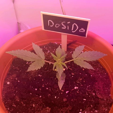 Darkis DoSiDo growlog timeline photo