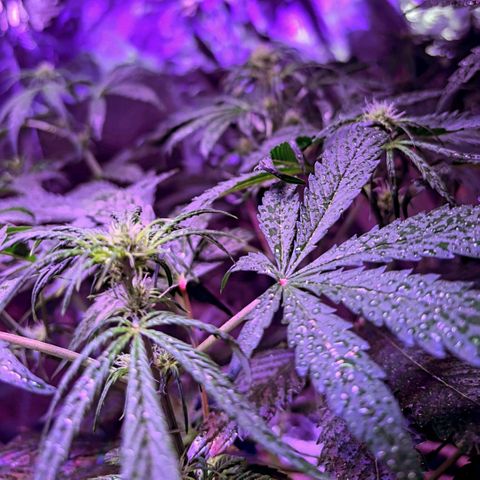 Darkis DoSiDo growlog timeline photo