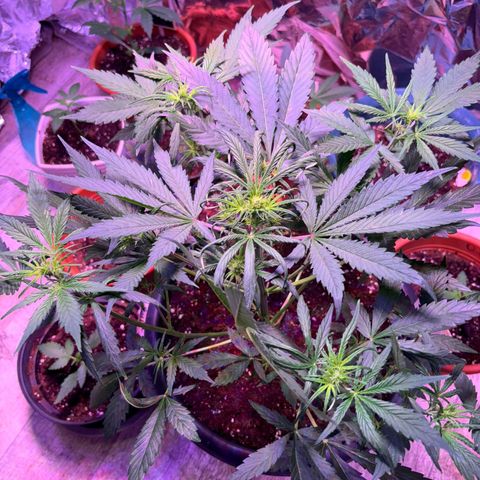 Darkis DoSiDo growlog timeline photo