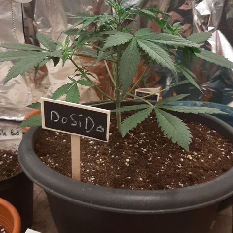 Darkis DoSiDo growlog timeline photo