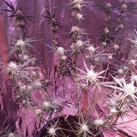 Darkis DoSiDo growlog timeline photo