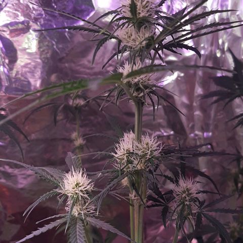 Darkis DoSiDo growlog timeline photo