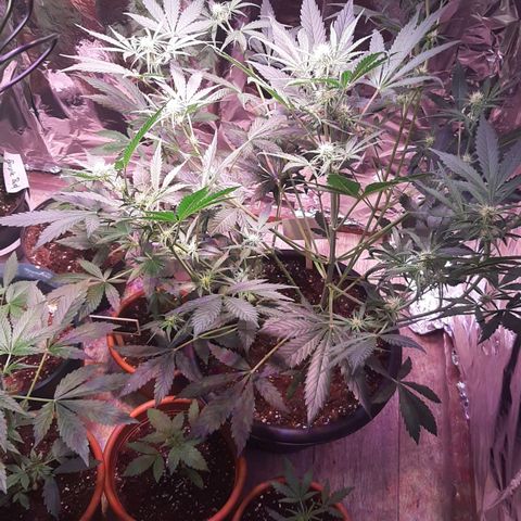 Darkis DoSiDo growlog timeline photo