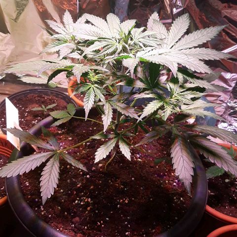 Darkis DoSiDo growlog timeline photo