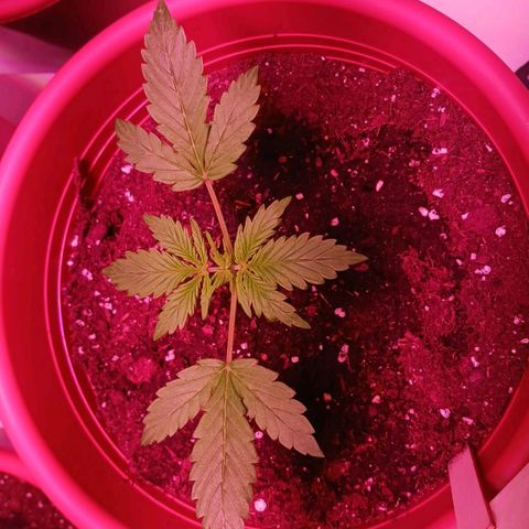 Darkis DoSiDo growlog timeline photo