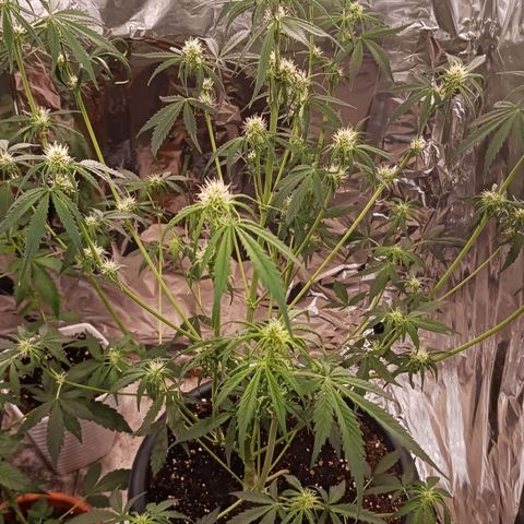 Darkis DoSiDo growlog timeline photo