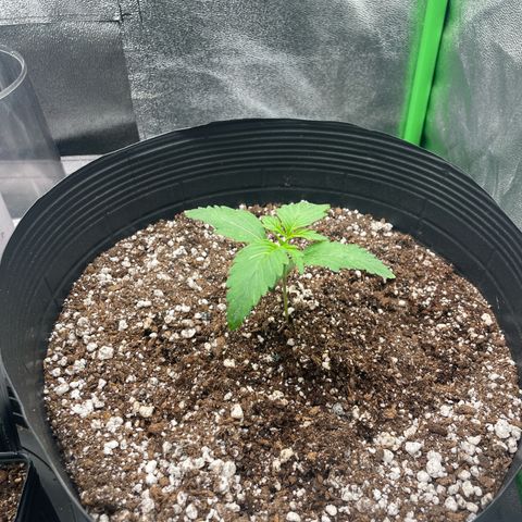 Magnum Auto growlog timeline photo