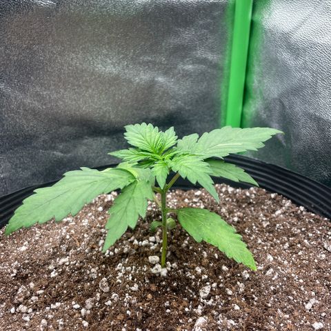 Magnum Auto growlog timeline photo