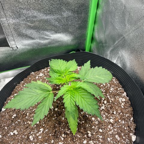 Magnum Auto growlog timeline photo