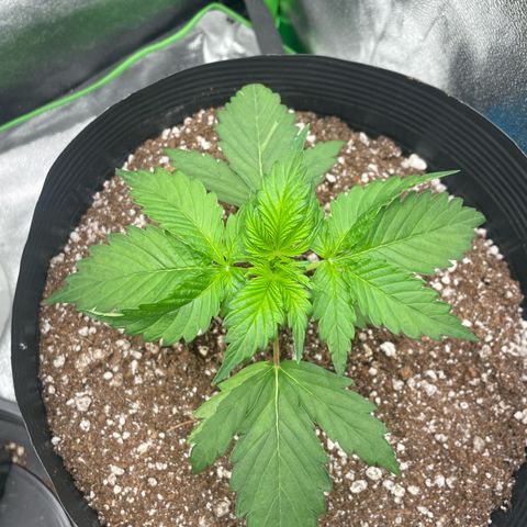 Magnum Auto growlog timeline photo
