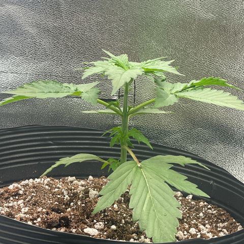 Magnum Auto growlog timeline photo