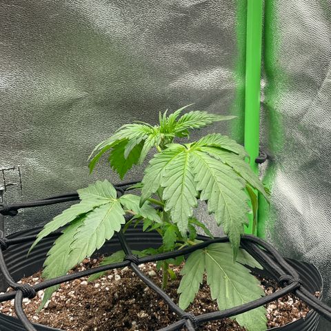 Magnum Auto growlog timeline photo