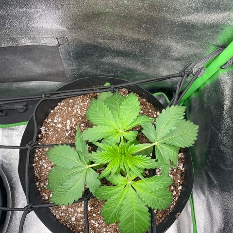 Magnum Auto growlog timeline photo