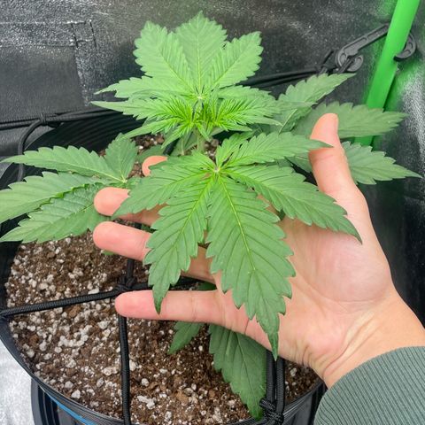 Magnum Auto growlog timeline photo