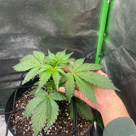 Magnum Auto growlog timeline photo