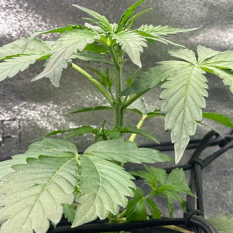 Magnum Auto growlog timeline photo