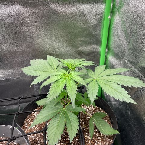 Magnum Auto growlog timeline photo
