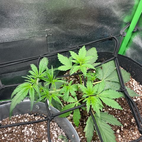 Magnum Auto growlog timeline photo