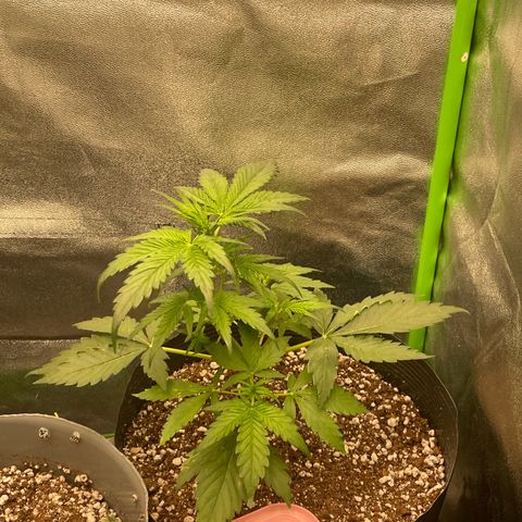Magnum Auto growlog timeline photo