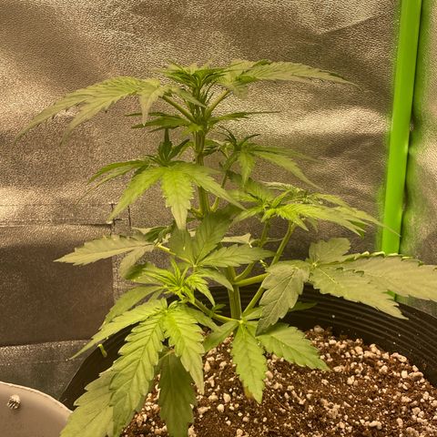 Magnum Auto growlog timeline photo
