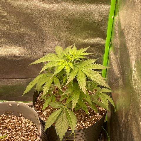 Magnum Auto growlog timeline photo
