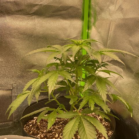 Magnum Auto growlog timeline photo