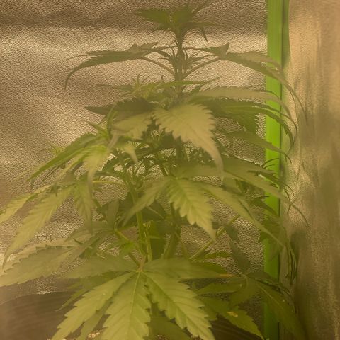 Magnum Auto growlog timeline photo