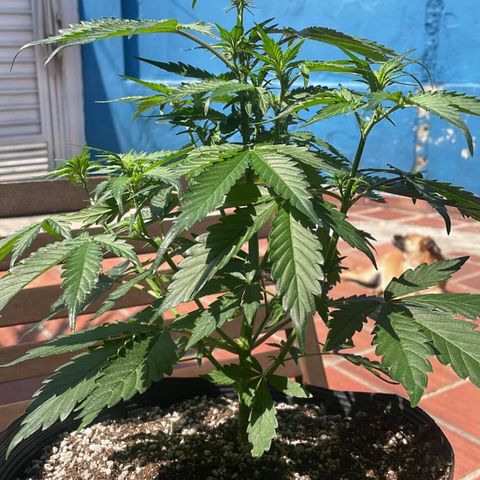 Magnum Auto growlog timeline photo