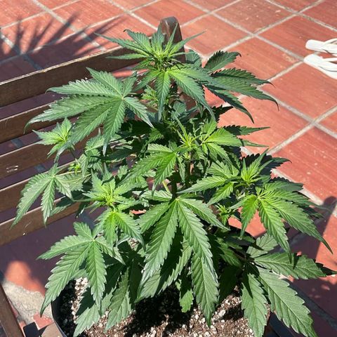 Magnum Auto growlog timeline photo