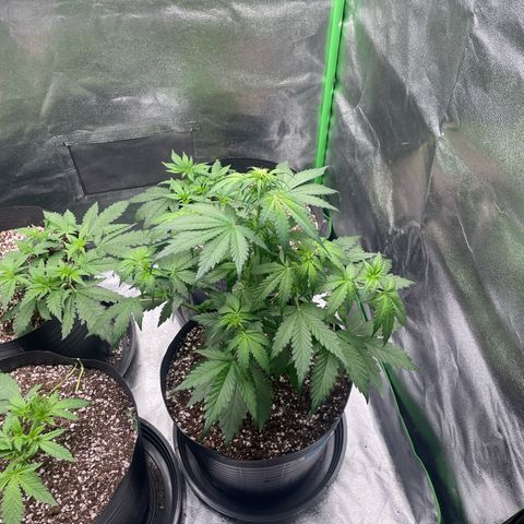Magnum Auto growlog timeline photo