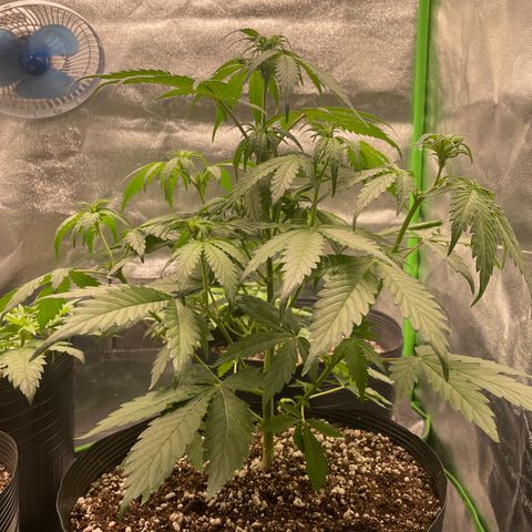 Magnum Auto growlog timeline photo