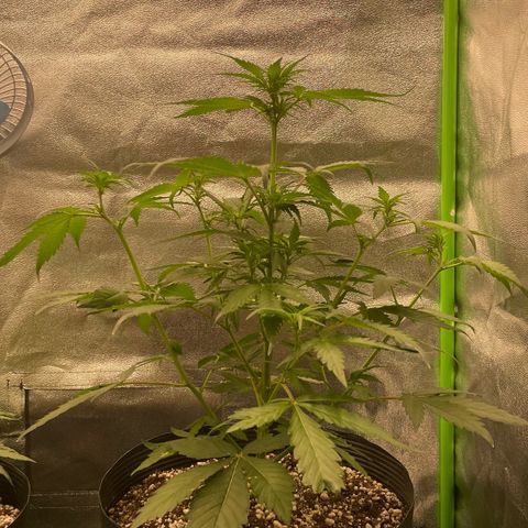 Magnum Auto growlog timeline photo