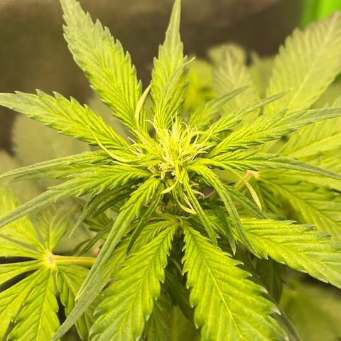 Magnum Auto growlog timeline photo