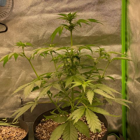 Magnum Auto growlog timeline photo