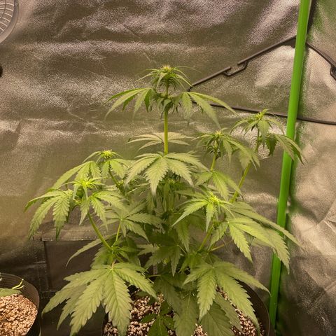 Magnum Auto growlog timeline photo