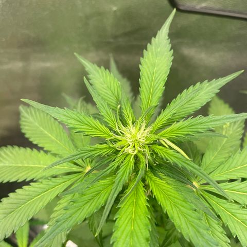 Magnum Auto growlog timeline photo