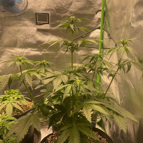 Magnum Auto growlog timeline photo