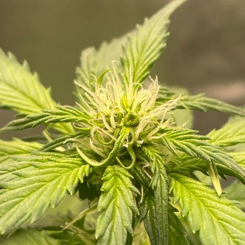 Magnum Auto growlog timeline photo