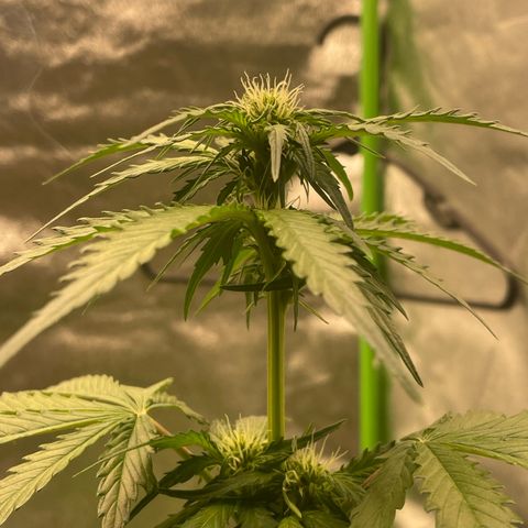 Magnum Auto growlog timeline photo