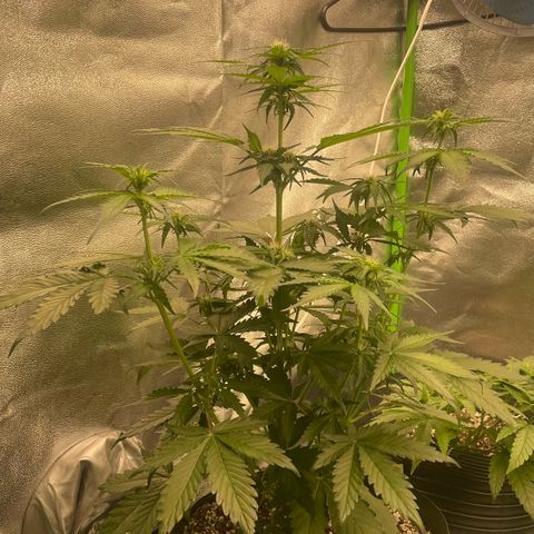 Magnum Auto growlog timeline photo