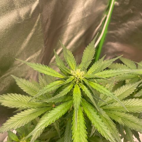 Magnum Auto growlog timeline photo