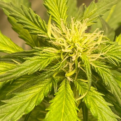 Magnum Auto growlog timeline photo
