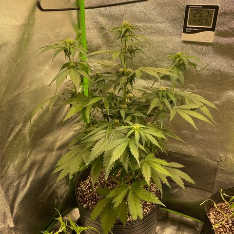 Magnum Auto growlog timeline photo